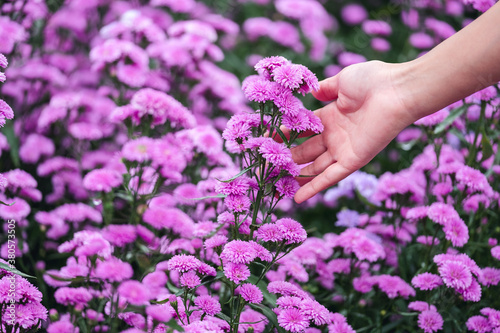 Fototapeta Naklejka Na Ścianę i Meble -  Closeup image of a woman's hand touching beautiful Margaret flower in the field