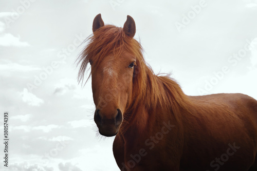 Brown horse looking at the camera on a background of light blue sky