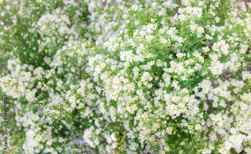 Small white daisy flowers in blurred with green leave background. Small white daisy flowers in blurred with green leave background.