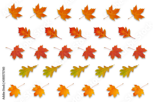 pattern with autumn leaves isolated on white background