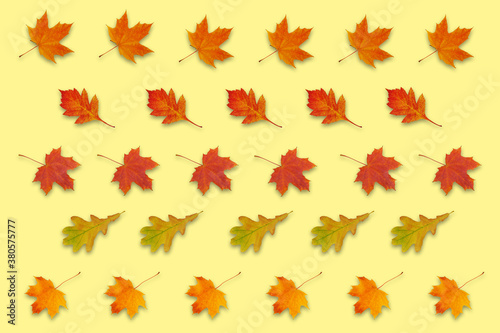 pattern with autumn leaves on yellow background
