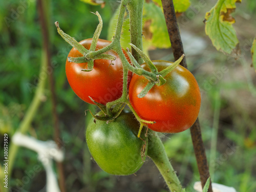 Ripe tomatoes growing on bushes in the garden.