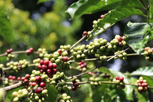 Robusta coffee plant with both ripe and unripe coffee beans on same branch with showers of sunlight falling on coffee cherries