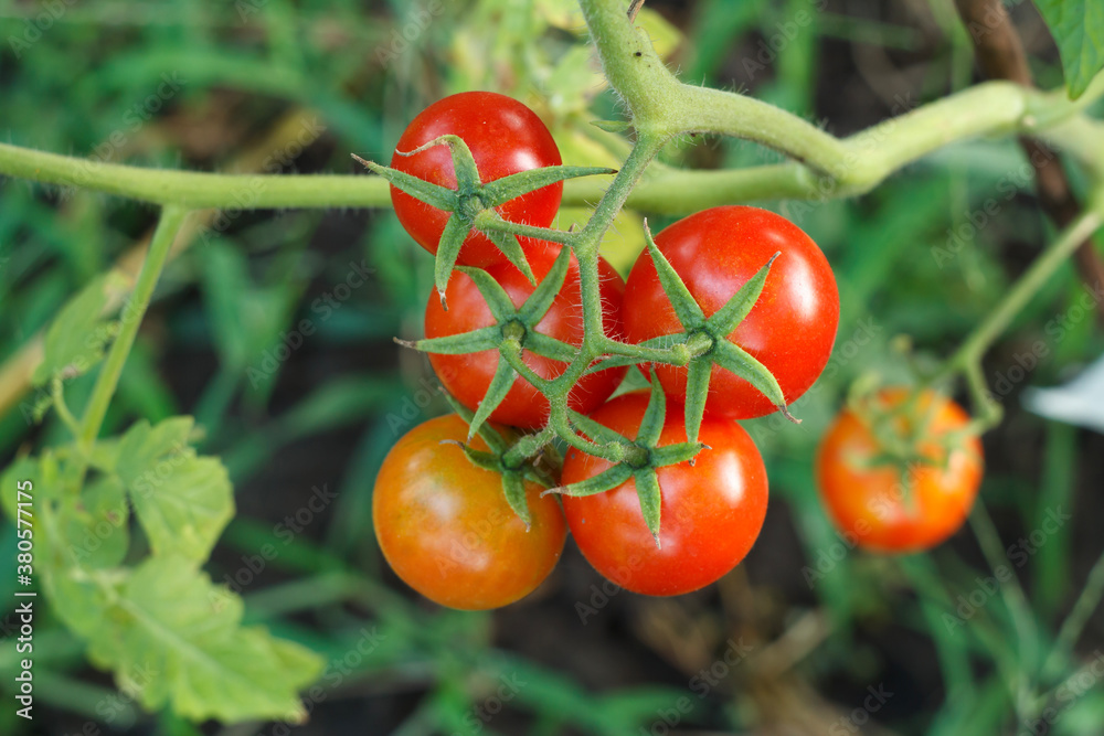 Ripe tomatoes growing on bushes in the garden.