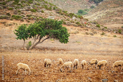 Landscape with goats against the background of a lonely tree. Greece, Crete.