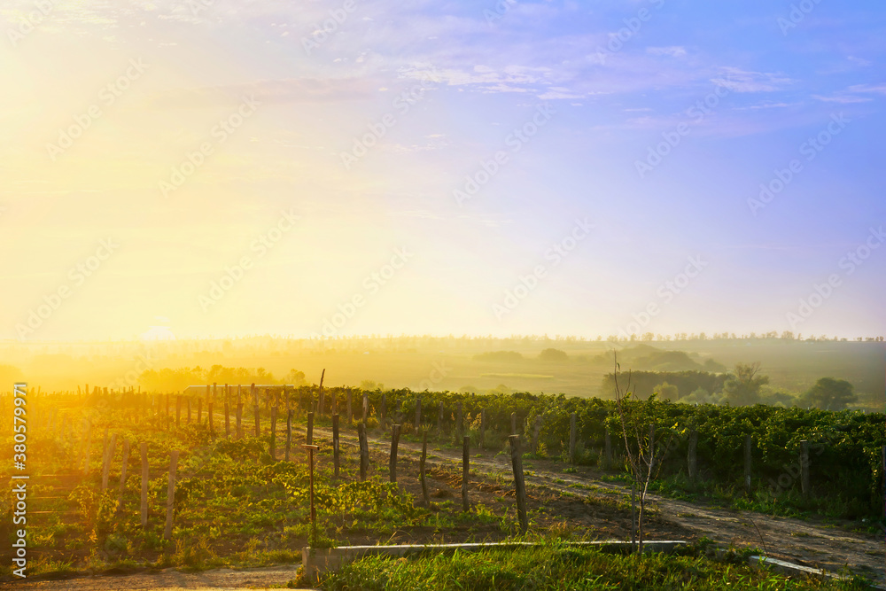 Beautiful grape vineyard in the morning sun. Landscape with green vineyards