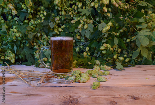 Beer in a glass mug, spikelets of barley and hops