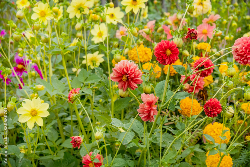 Multicolored beautiful blooming flowers in the garden. Multicolored beautiful blooming flowers in the garden.