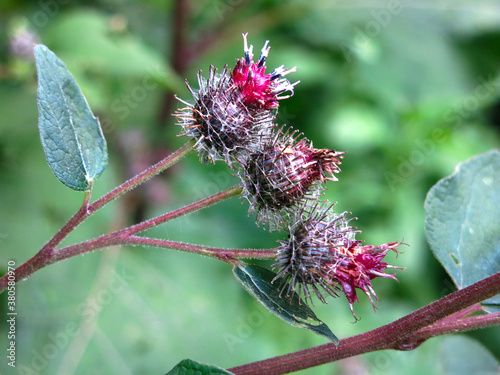 spines of the common burdock in the summer photo