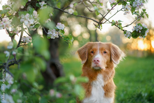 dog near apple trees. Nova Scotia Duck Tolling Retriever in the spring at the flowers