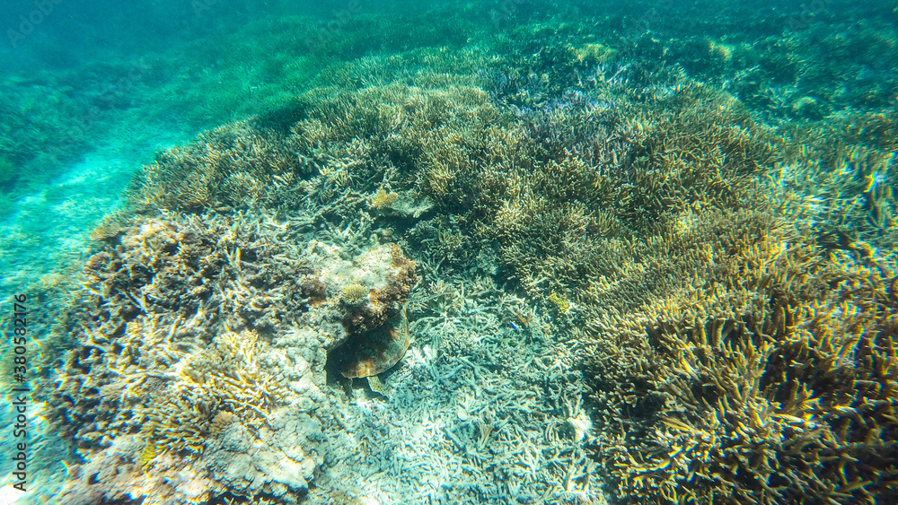 Fototapeta premium Noumea turtle