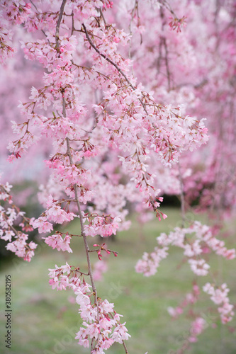 枝垂れ桜 © Paylessimages