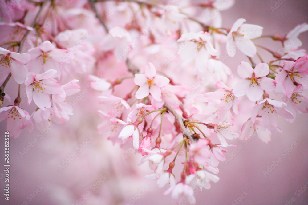 Obraz premium 枝垂れ桜