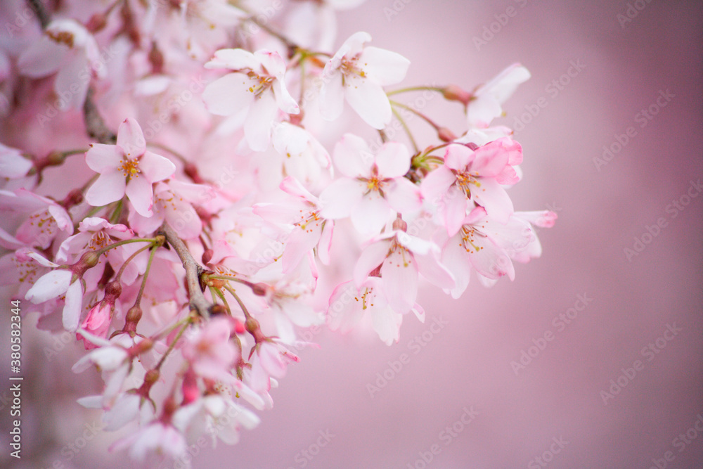 Fototapeta premium 枝垂れ桜