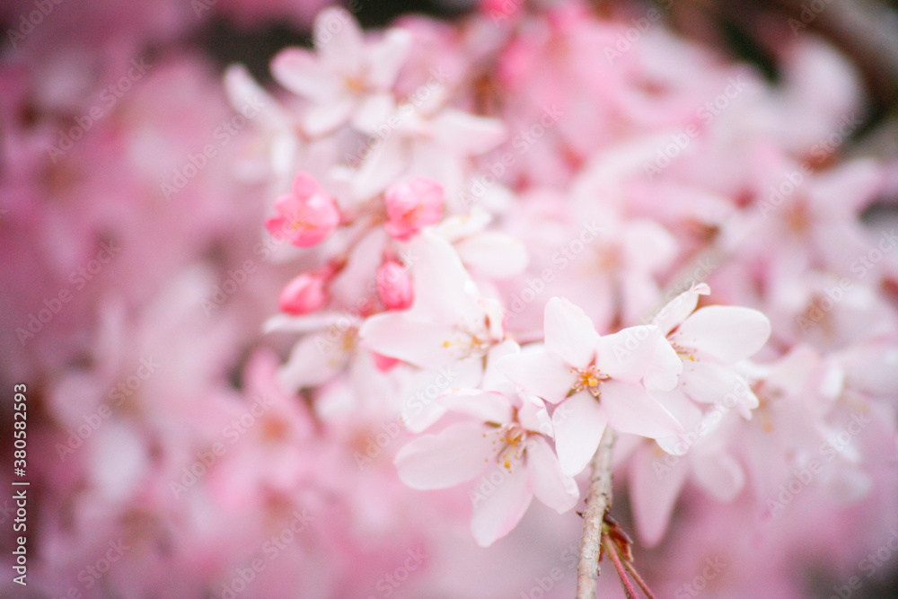 枝垂れ桜