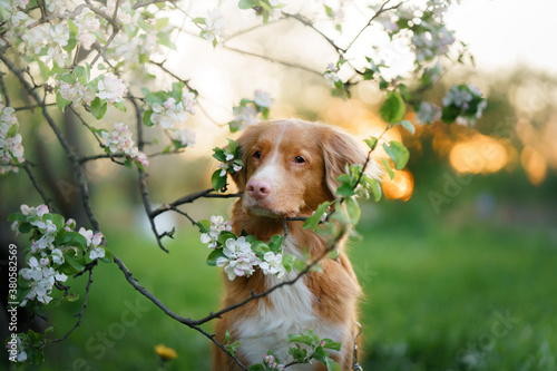 Photography dog near apple trees