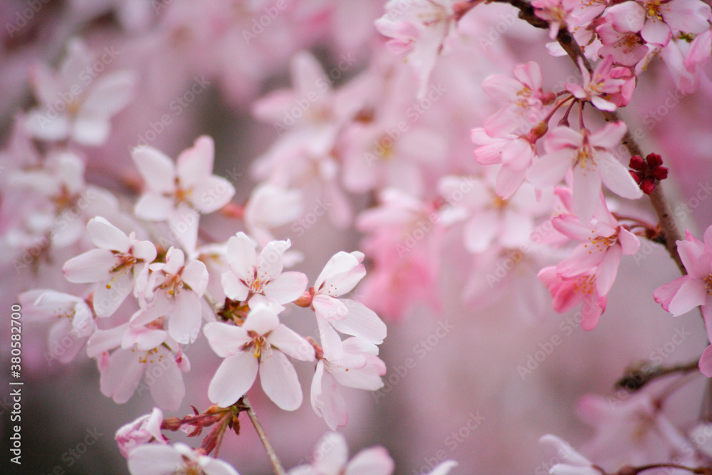 枝垂れ桜 枝垂れ桜