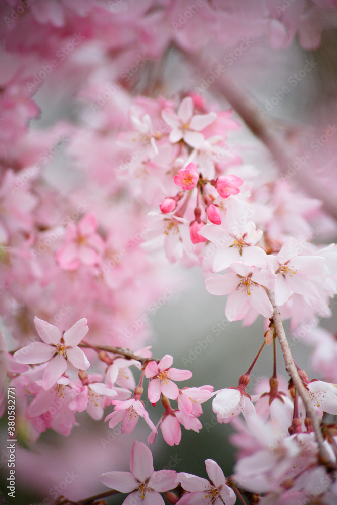 Obraz premium 枝垂れ桜