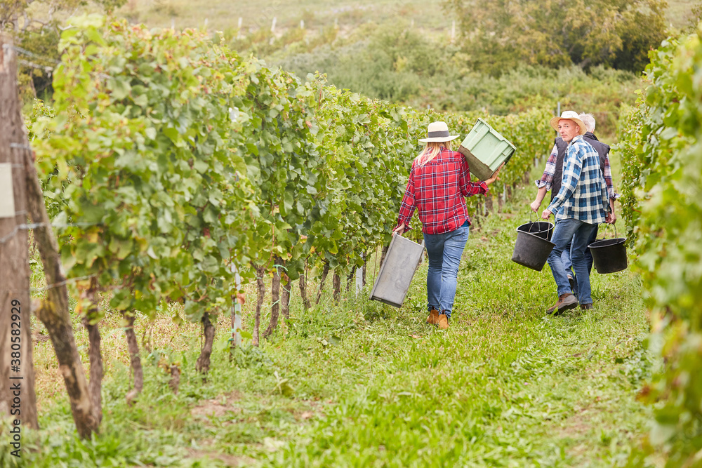 Harvest workers as seasonal workers in the vineyard Stock Photo Adobe