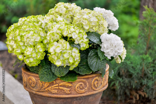 Hortesia in a large ceramic pot on the terrace 