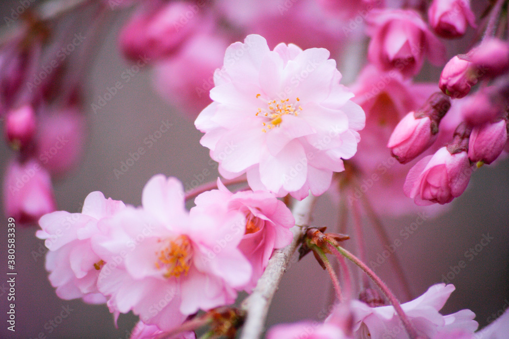 枝垂れ桜