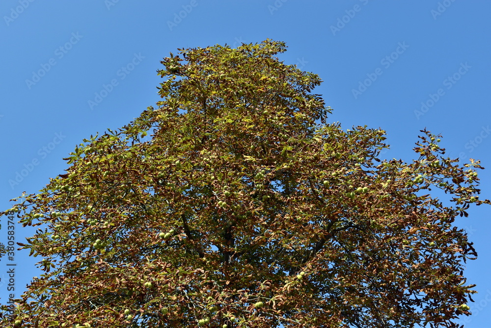 Obraz premium Kastanienbaum mit Miniermottenbefall