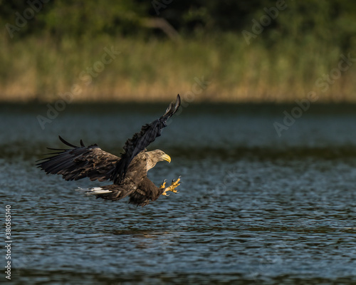 White-tailed eagle