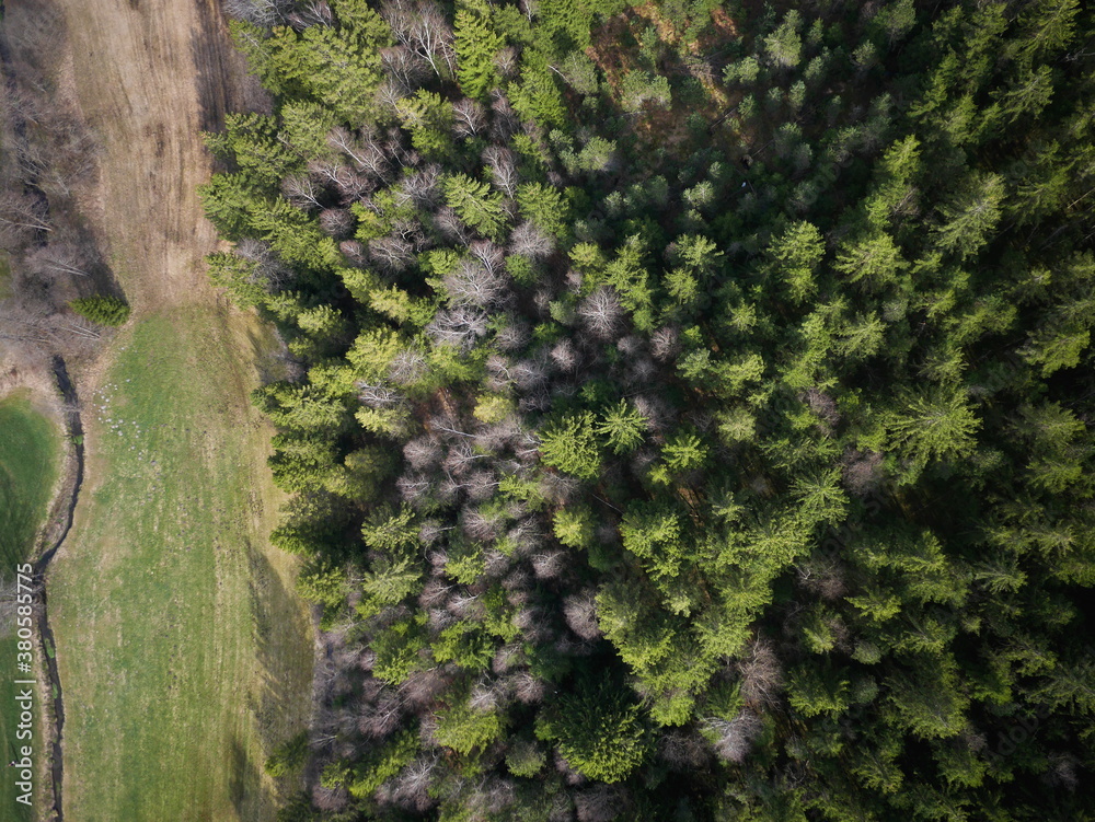Aerial view on green land and coniferous forest Aerial view on green land and coniferous forest