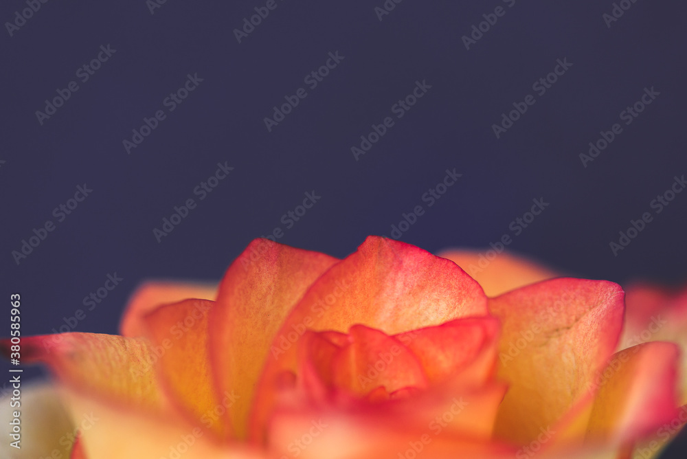 Tips Of Rose Petals Tips Of Rose Petals