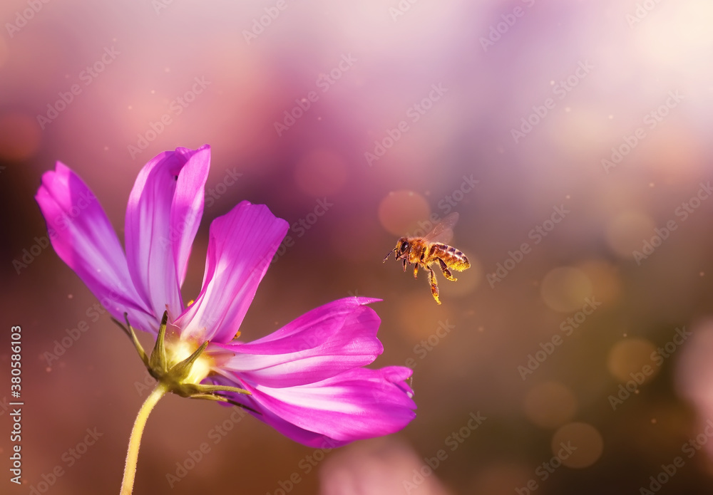 Delicate flower of pink chamomile and a bee flying in the air. Artistic photo with selective focus. Delicate flower of pink chamomile and a bee flying in the air. Artistic photo with selective focus.