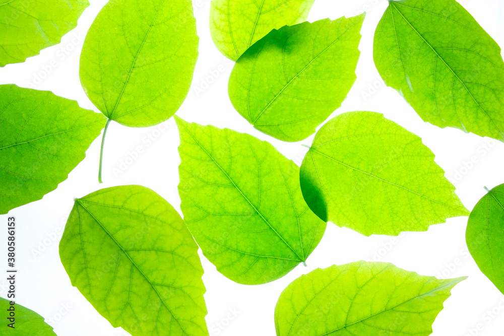 bright juicy green leaves of a tree on a white background bright juicy green leaves of a tree on a white background