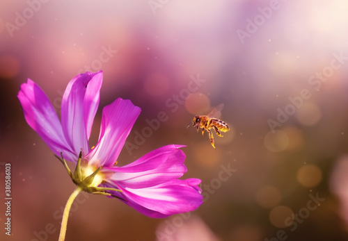 Delicate flower of pink chamomile and a bee flying in the air. Artistic photo with selective focus.