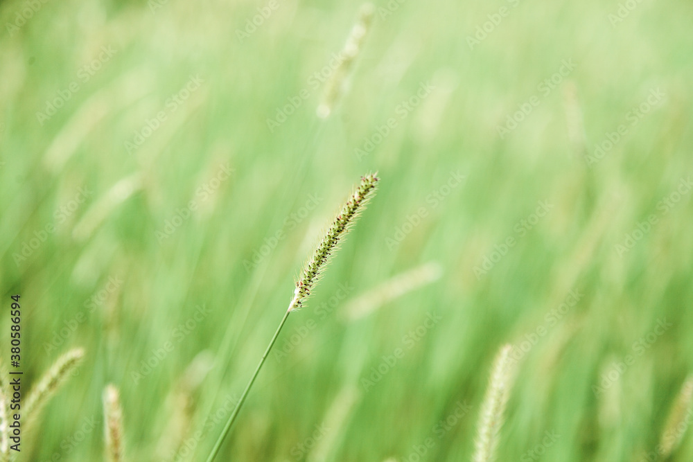 Grass