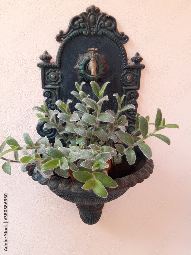 Dekoracja z rośliną na murze, Italy. - obrazy, fototapety, plakaty 