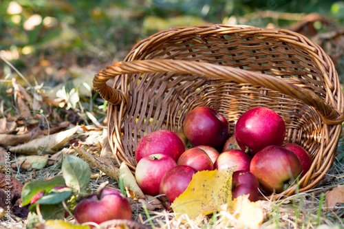 Basket full of red juicy apples scattered in a grass in autumn