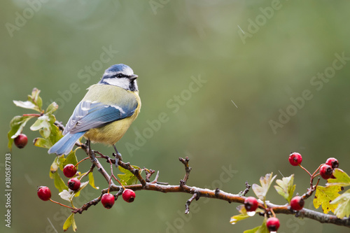 Blue tit on a rainy afternoon.Perched on a beautiful hawthorn.