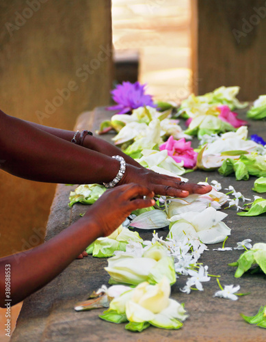 People hands (mother and baby) takes beautiful flowers (white lotus) to shrine in Anuradhapura, Sri Lanka, South Asia photo