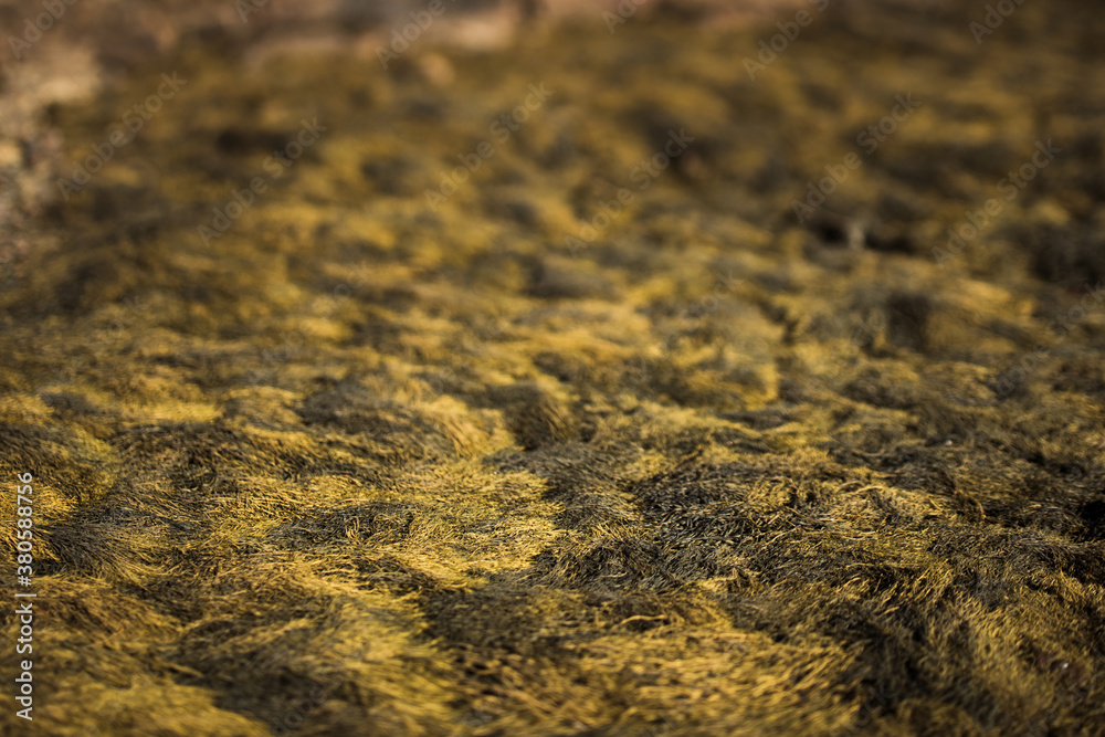 Detail of Moss Detail of Moss