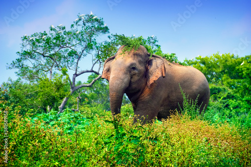 Young indian elephant among high green grass in tropical rain forest against the background of blue sky, Minneriya (Minneria) national park, Sri Lanka, South Asia photo