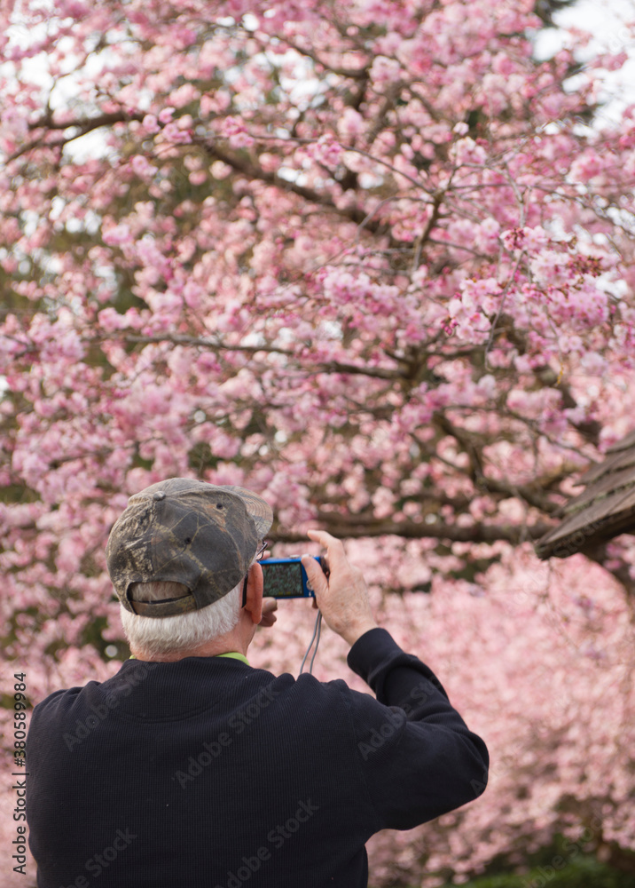 Senior Man Taking Pictures Of Spring Cherry Blossoms Senior Man Taking Pictures Of Spring Cherry Blossoms