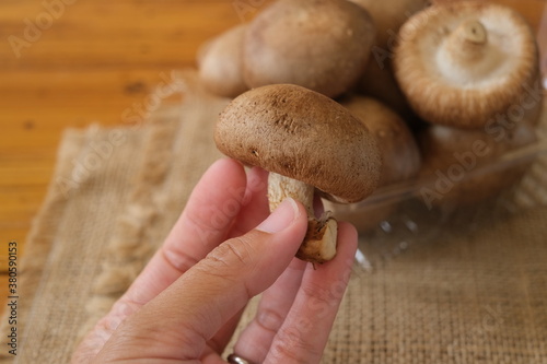 Closeup hand holding the raw Chinese mushroom or Shitake mushroom with blurred background. Selected focus.