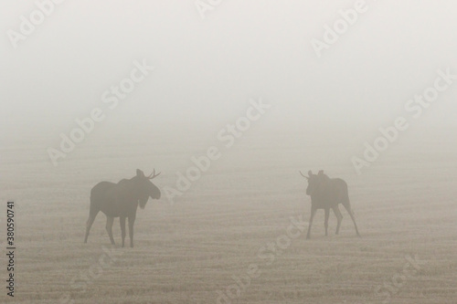 Bull moose on a stubble field in autumn fog one morning