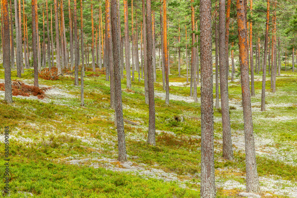 Pine woodland landscape view in the summer Pine woodland landscape view in the summer