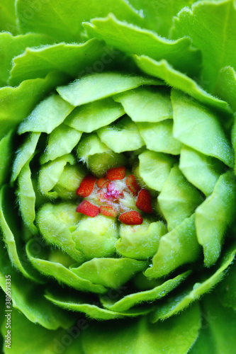 Unfolding euphorbia flower in early spring photo