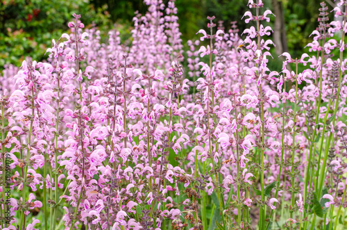 Salwia  Eveline  flowering pink in summer. Botanical garden in Poland.