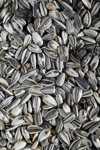 Pile of sunflower seeds