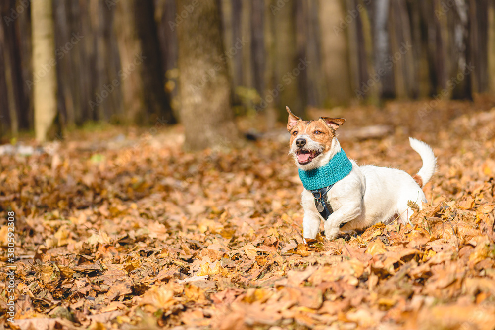 Concept of happy domestic animal with pet dog playing and running in autumn woods on sunny November day Concept of happy domestic animal with pet dog playing and running in autumn woods on sunny November day
