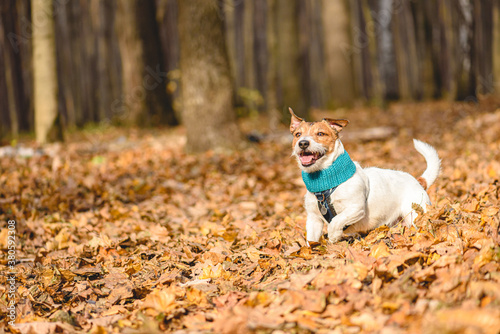 Concept of happy domestic animal with pet dog playing and running in autumn woods on sunny November day