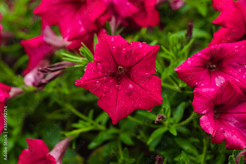 Close-up of beautiful pink Petunia flowers growing in the garden. Bright pink Petunia in the garden on a rainy day. Close-up of beautiful pink Petunia flowers growing in the garden. Bright pink Petunia in the garden on a rainy day.
