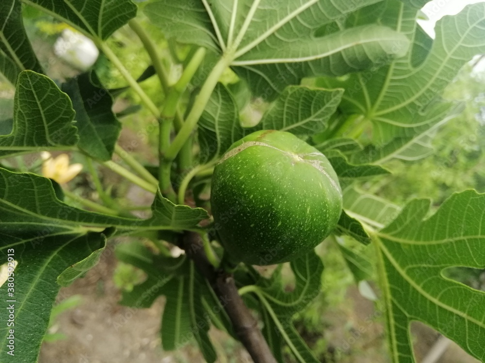 green figs on tree green figs on tree